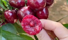 吃瓜网红事件樱桃是真的吗,真相揭秘，是真是假？