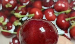 吃瓜网红事件樱桃是真的吗,真相揭秘，是真是假？