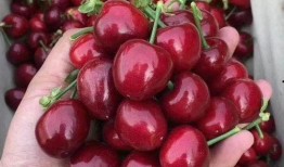 吃瓜网红事件樱桃是真的吗,真相揭秘，是真是假？