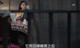 鸽子姐姐爆料视频大全集,揭秘娱乐圈幕后真相