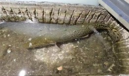 新闻爆料鳄雀鳝视频播放,惊现水中霸主！鳄雀鳝视频引发网友热议