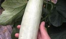 网红瓜都在哪里吃的啊图片,瓜都在这里畅享美味时光