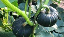 网红瓜都在哪里吃的啊图片,瓜都在这里畅享美味时光