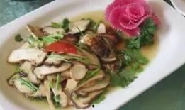 野生菌爆料视频播放大全,探寻大自然的馈赠与奥秘