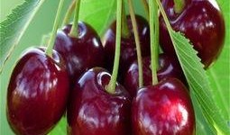 美国版樱桃在线观看,在线观看带你领略异国风情