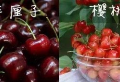 美国版樱桃在线观看,在线观看带你领略异国风情