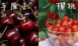 美国版樱桃在线观看,在线观看带你领略异国风情