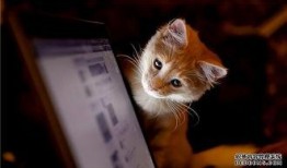 东北猫咪爆料视频播放,揭秘萌宠日常