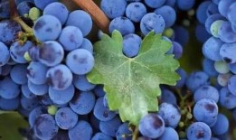 葡萄爆料视频完整版