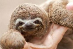 爆料杀害动物的案例视频,揭秘网络传播的动物虐杀事件