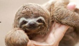 爆料杀害动物的案例视频,揭秘网络传播的动物虐杀事件