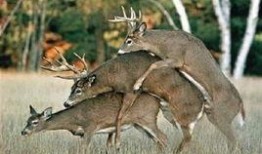 爆料杀害动物的案例视频,揭秘网络传播的动物虐杀事件