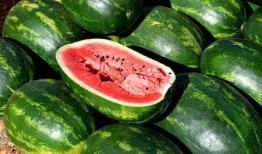 伯爵府吃瓜日常免费观看,揭秘贵族圈层吃瓜日常