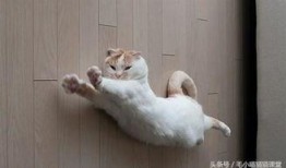 东北猫咪爆料视频播放,揭秘萌宠日常