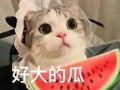 网红吃瓜网址小鱼,网红吃瓜达人小鱼带你揭秘娱乐圈最新热点