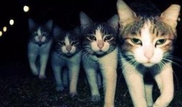 黑喵cp最新爆料是谁,神秘幕后黑手揭晓！”