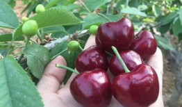 美国版樱桃在线观看,在线观看带你领略异国风情