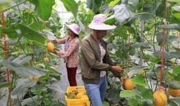 网红瓜都在哪里吃的啊图片,瓜都在这里畅享美味时光