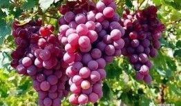 葡萄爆料视频完整版