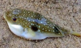 网红吃瓜网址小鱼,网红吃瓜达人小鱼带你揭秘娱乐圈最新热点