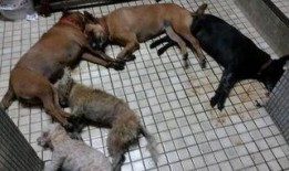 爆料杀害动物的案例视频,揭秘网络传播的动物虐杀事件