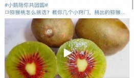 吃瓜爆料视频瓜,吃瓜爆料视频背后的惊人真相